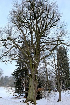 Quercus robur - dub letní - zimní habitus (5)